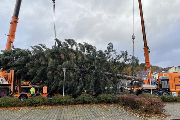 Verladung der Nordmanntanne in Freital, um auf den Striezelmarkt nach Dresden gbracht zu werden. Foto: WGF