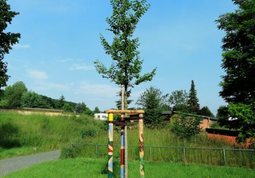 100 Bäume für Freital, Foto Umweltzentrum Freital e.V.